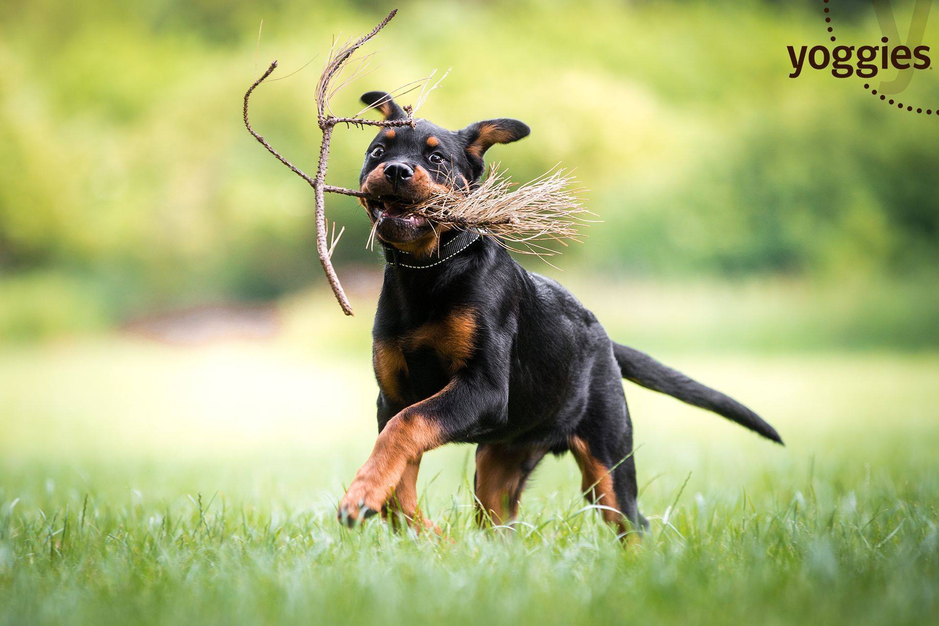 Forebygg allergi hos hund – SÅ viktig er fôret!