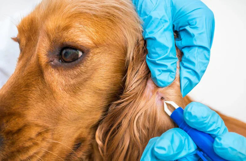 Hvordan fjerne flått fra hunden – raskt og trygt