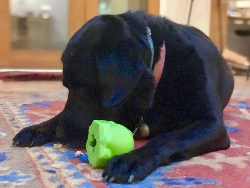 BULL FROG activity toy