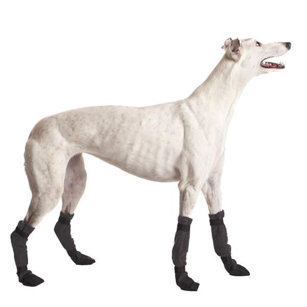 Greyhound with socks for greyhound (696576114716)